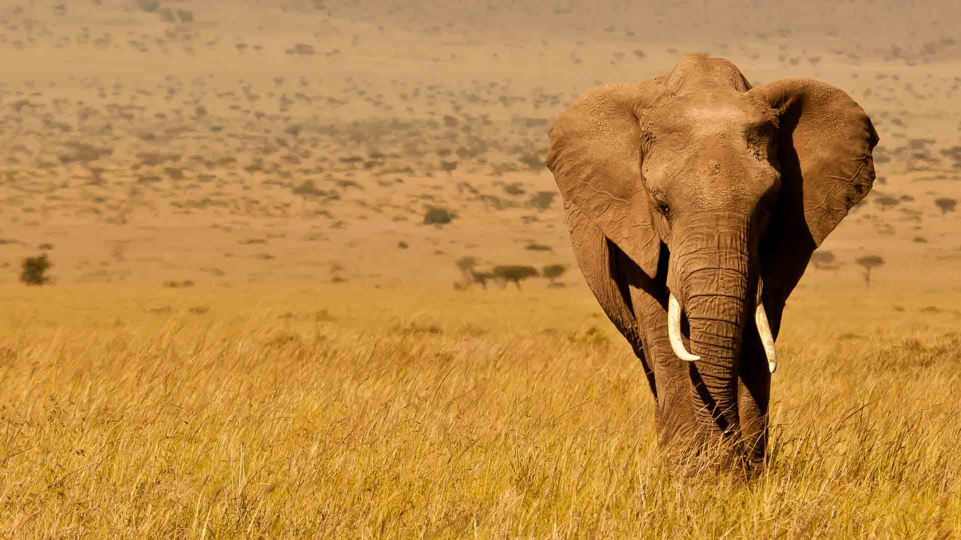 Amboseli National Park