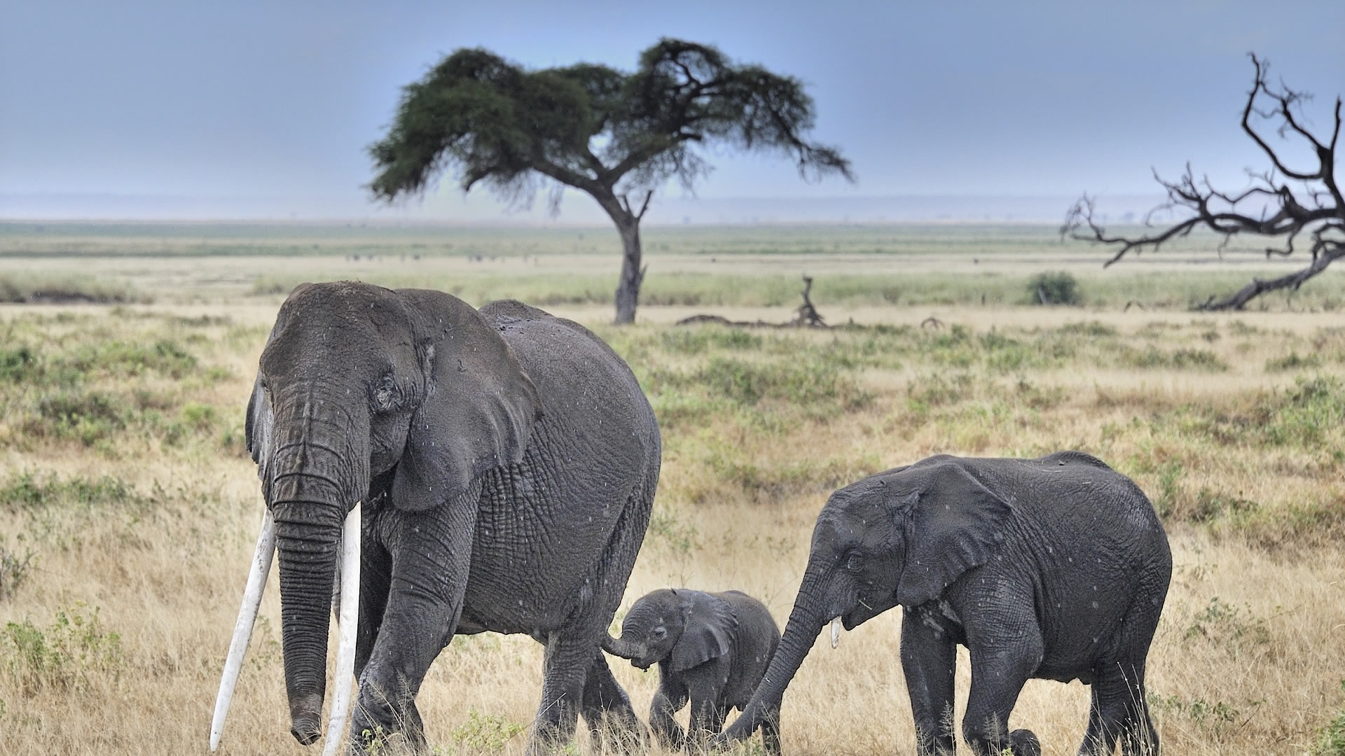 Elephant Herd