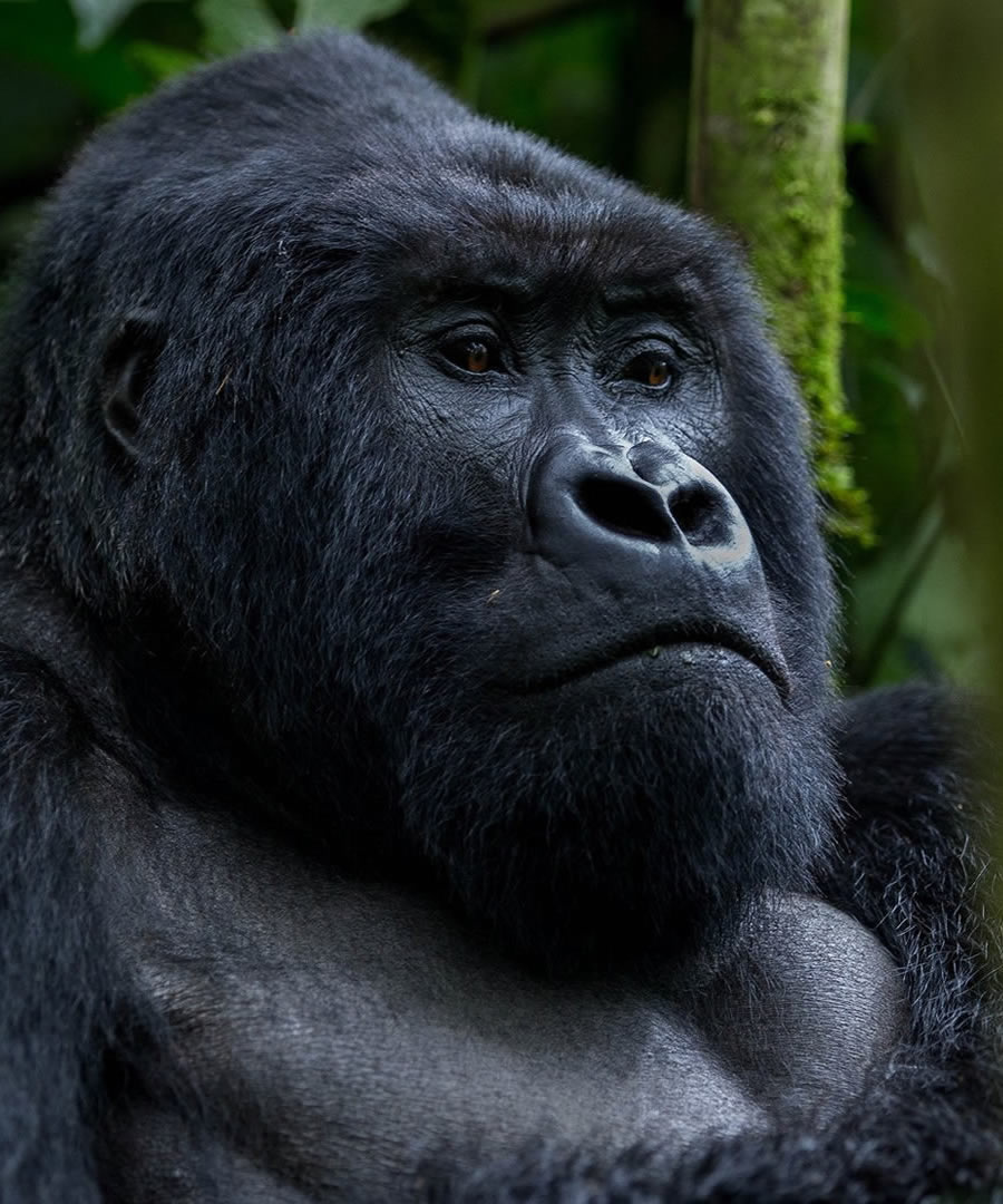 Gorilla Trekking: What to Expect