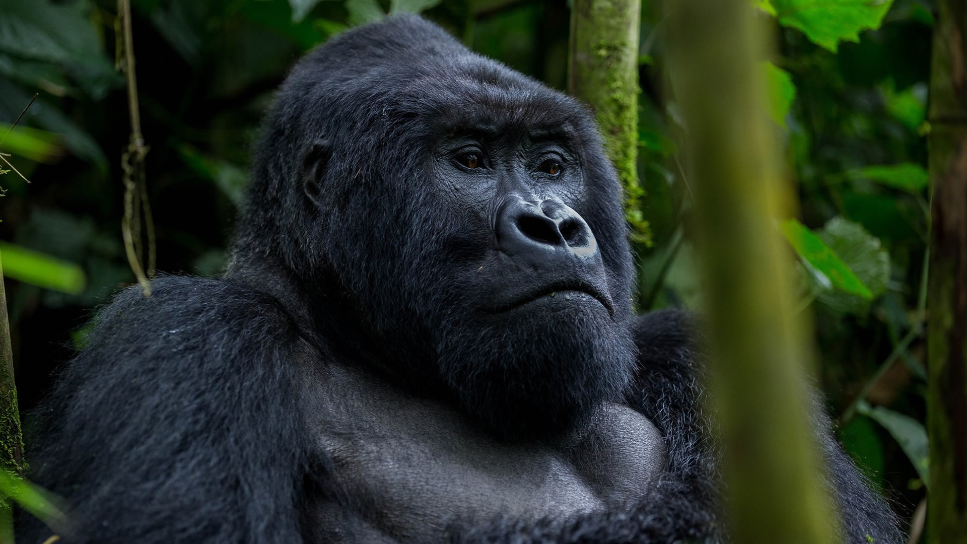 Bwindi Impenetrable Forest