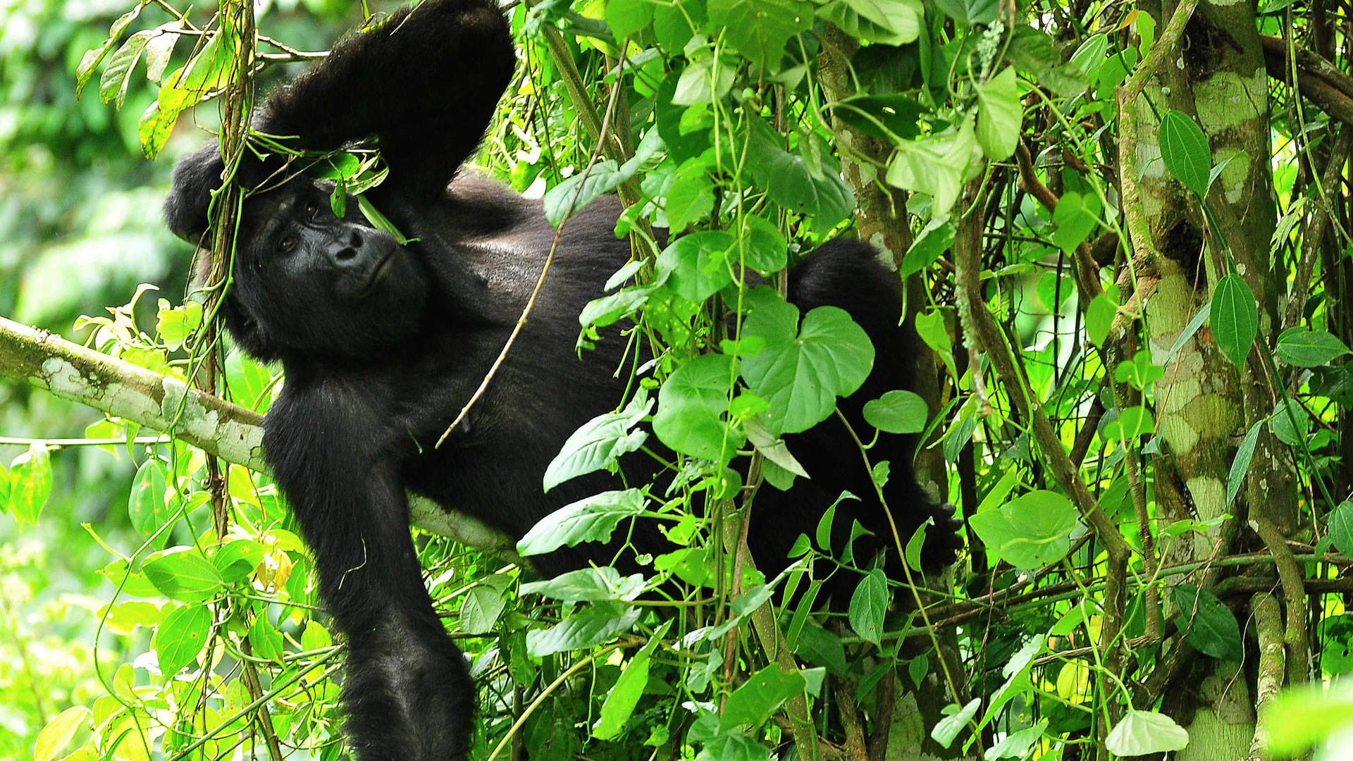 Gorilla Family