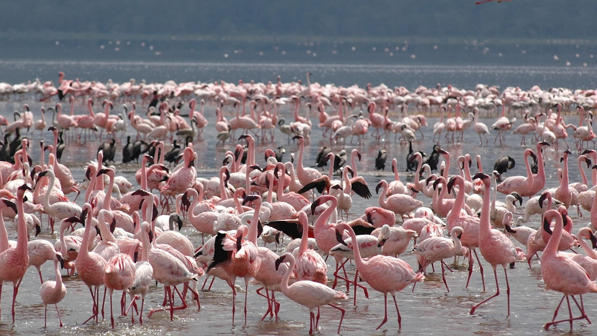 Lake Nakuru National Park