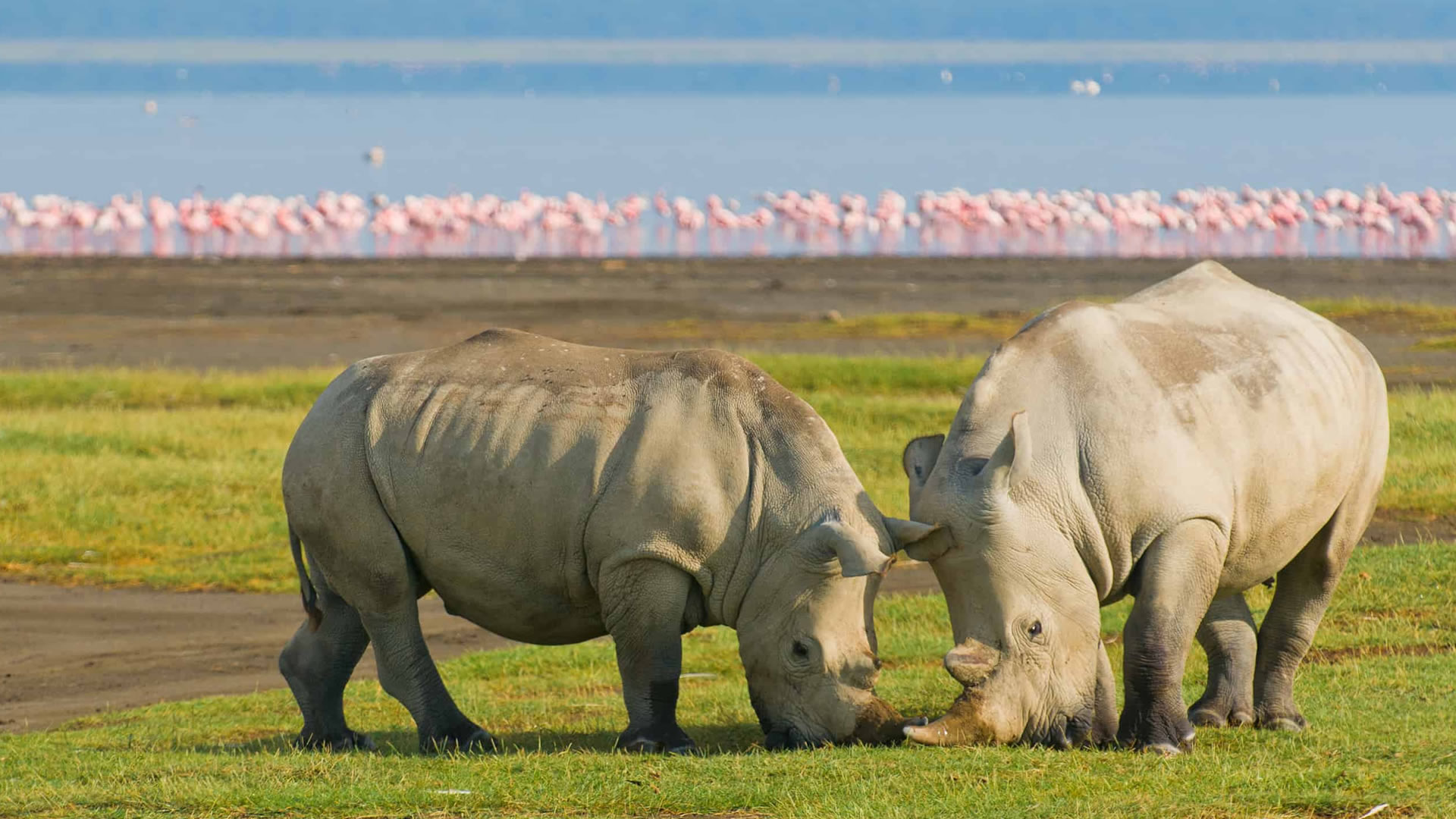 Lake Nakuru Flamingos