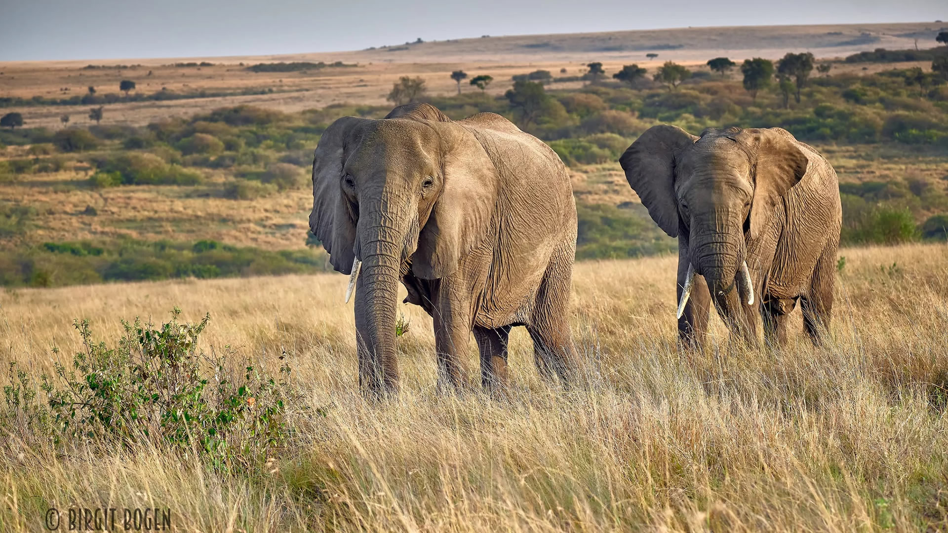 Maasai Mara Game Reserve