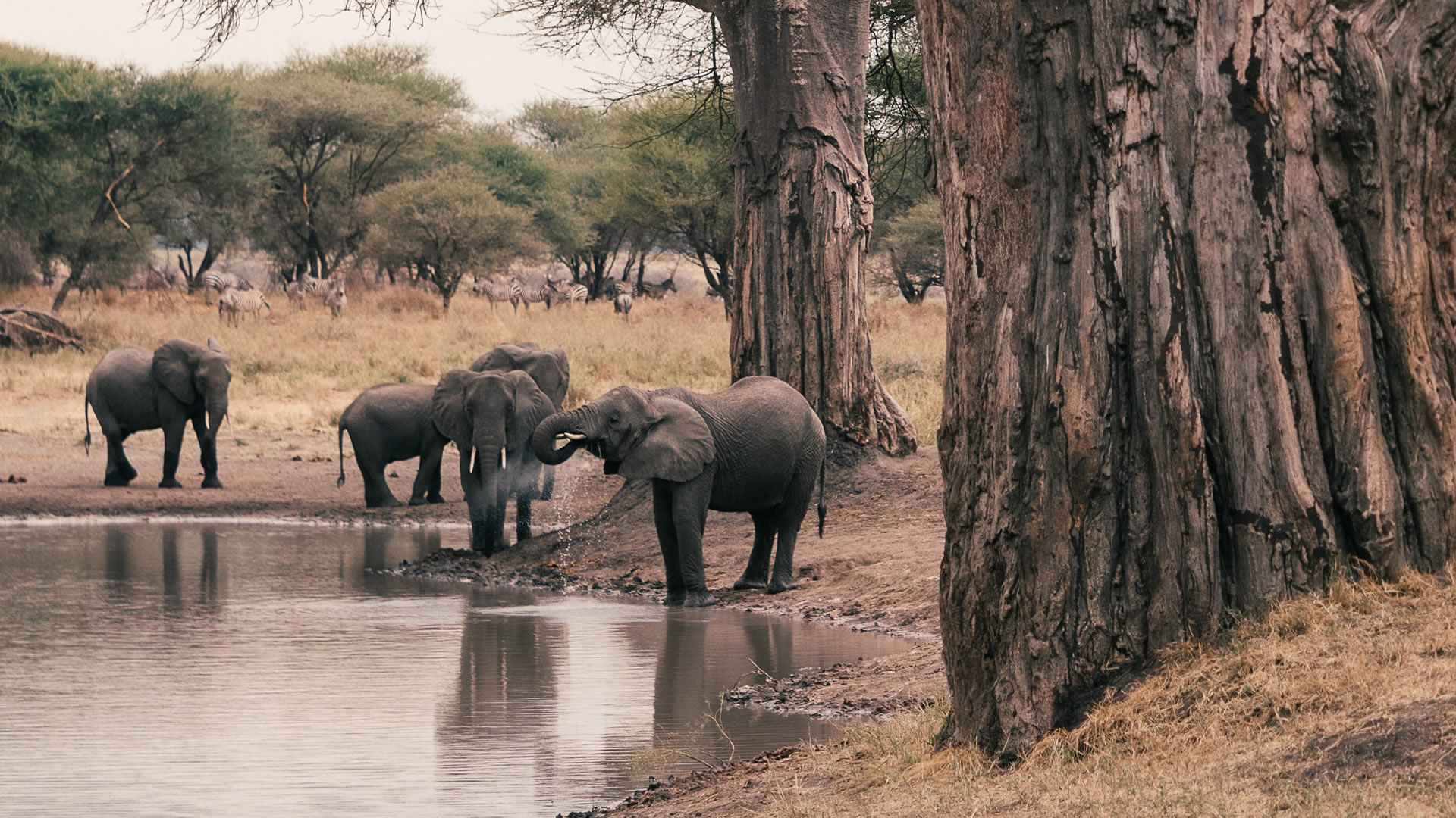 Tarangire National Park
