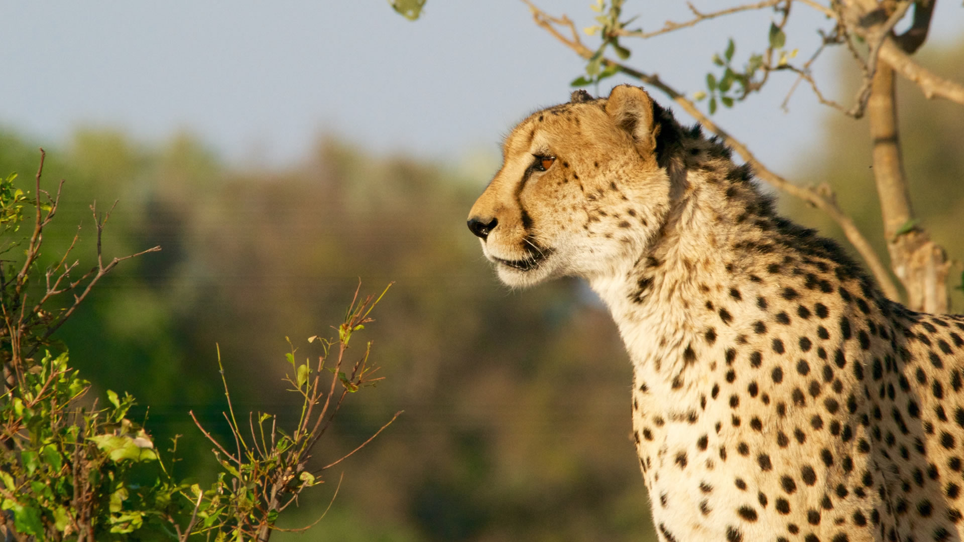 Bush & Boujee Safaris